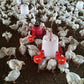 🐔 | Automatyczne Poidełko dla Kur | Niezawodne | Montaż w 3 Minuty